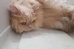 foto2-300x190