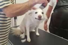negozio-di-animali-domestici-milano-300x169
