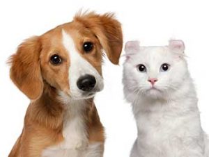 Bagni con ozono per animali a Milano