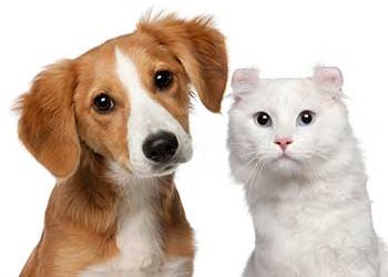 Toelettatura per cani e gatti
