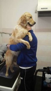 Lavaggio e tosatura cani e gatti a Milano