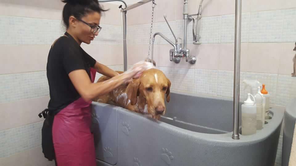 animali-domestici-toelettatura-milano