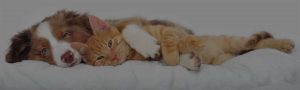 Vendita alimenti monoproteici cane e gatto a Milano
