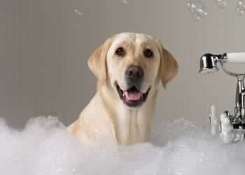 Servizio di dog sitting