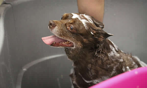 toelettatura-cani-milano1